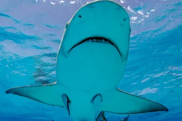 Image du film le 7e ciel des requins gris