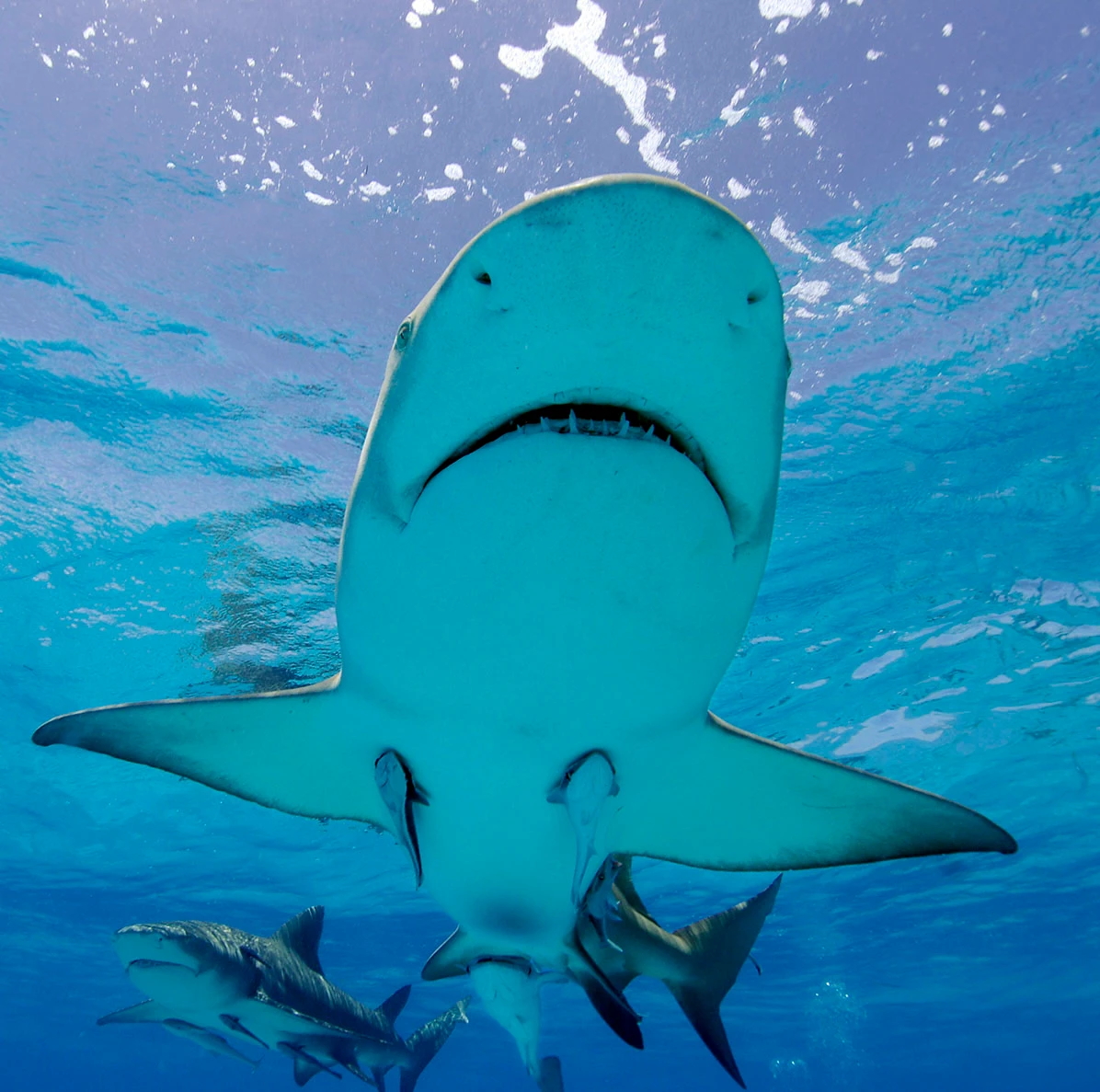 Image du film le 7e ciel des requins gris